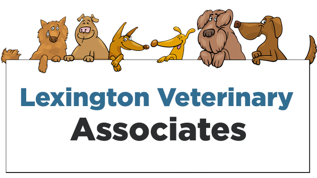 Lexington Veterinary Associates  Jordan Vet Lexington NC
